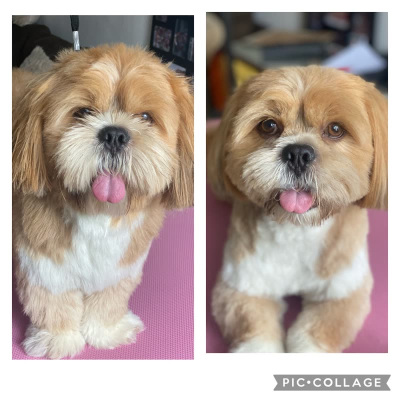 The same little dog photographed from the right panel of the pair, tongue out and relaxed after its groom, cropped 3:2 and clear of any lettering